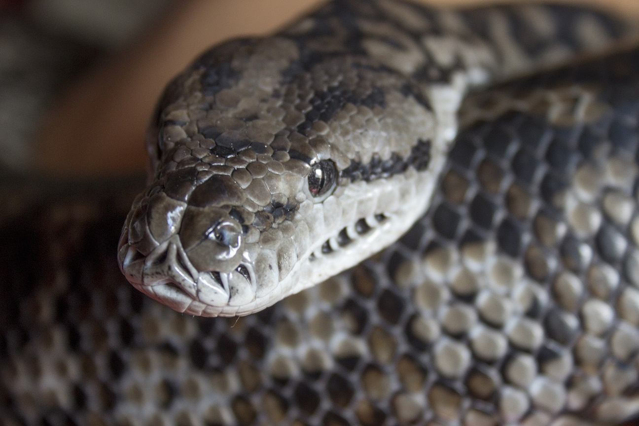 Murray_darling_carpet_python,_head_and_pattern