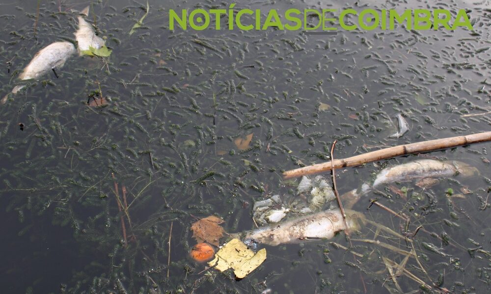 Metade dos peixes dos rios portugueses em risco Notícias de Coimbra