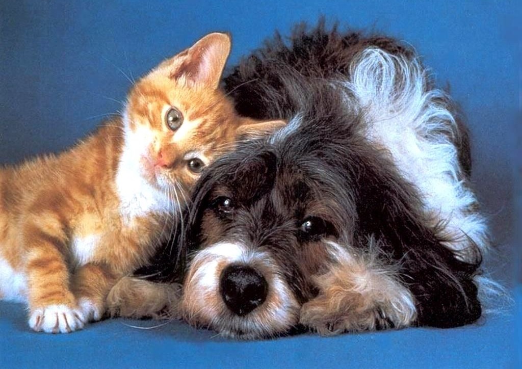 Cães-e-gatos-vão-ganhar-hospital-em-São-Paulo-Imagem-Como-Cães-e-Gatos