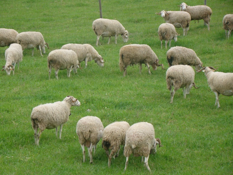 ovelhas