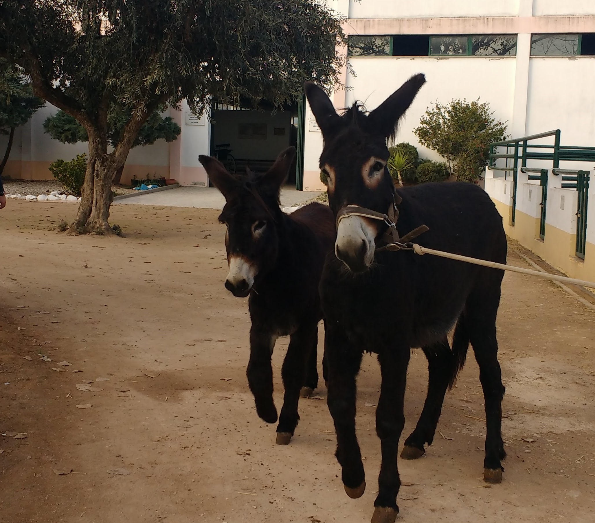 burros mirandeses2